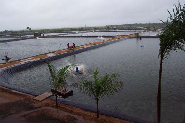 为什么一般推荐养殖专业户使用黑色的国内精品久久久久久久影视麻豆膜？