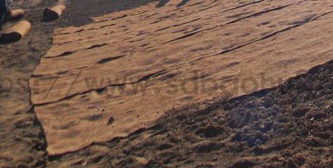 你知道城市绿化的草坪是如何一天内生长的吗？