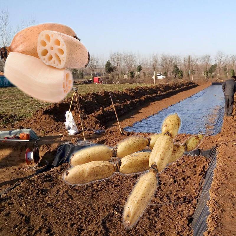 藕塘底部铺设国内精品久久久久久久影视麻豆膜推广应用前景很好